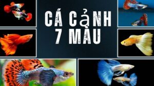 Cá Cảnh 7 Màu: Hướng Dẫn Nuôi Và Chăm Sóc Từ A Đến Z Cho Người Mới Bắt Đầu