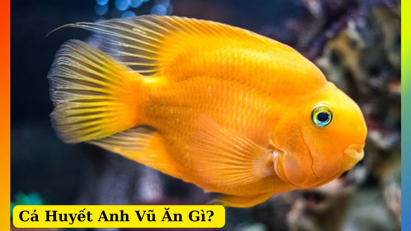 Cá Huyết Anh Vũ Ăn Gì? Bí Quyết Nuôi Và Chăm Sóc Cá Để Cá Lên Màu Đẹp