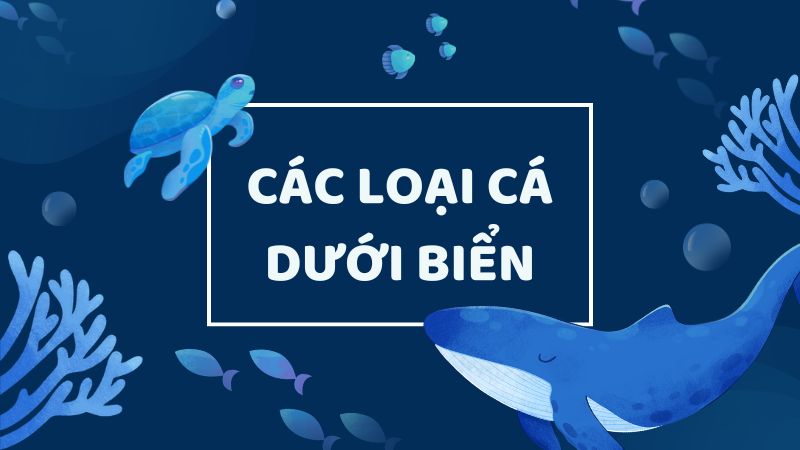 Khám Phá Các Loại Cá Dưới Biển