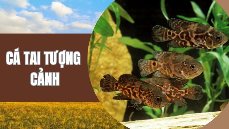 Cá Tai Tượng Cảnh: Hướng Dẫn Nuôi Dưỡng Và Chăm Sóc Chi Tiết