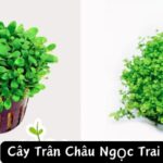 Cây Trân Châu Ngọc Trai