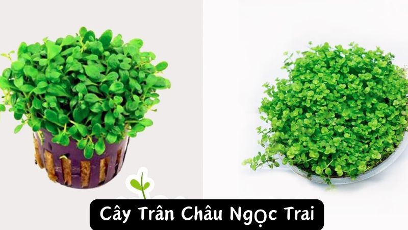 Cây Trân Châu Ngọc Trai: Loại Cây Thủy Sinh Tuyệt Đẹp Cho Bể Cá Của Bạn