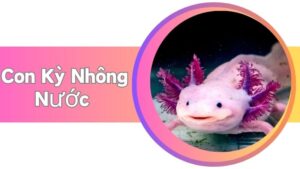 Con Kỳ Nhông Nước: Đặc Điểm, Cách Nuôi Dưỡng Và Môi Trường Sống Lý Tưởng