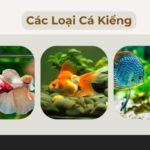 Các loại cá kiểng