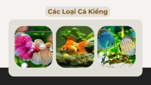 Tìm Hiểu Về Các Loại Cá Kiểng Phổ Biến: Đặc Điểm, Cách Chăm Sóc Và Kỹ Thuật Nuôi