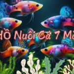 Hồ Nuôi Cá 7 Màu