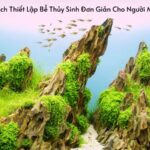 Bể Thủy Sinh Đơn Giản