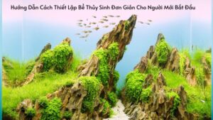 Hướng Dẫn Cách Thiết Lập Bể Thủy Sinh Đơn Giản Cho Người Mới Bắt Đầu