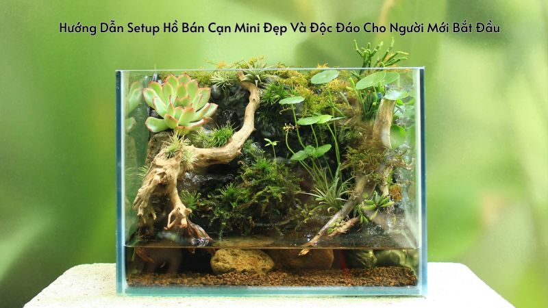 Hướng Dẫn Setup Hồ Bán Cạn Mini Đẹp Và Độc Đáo Cho Người Mới Bắt Đầu