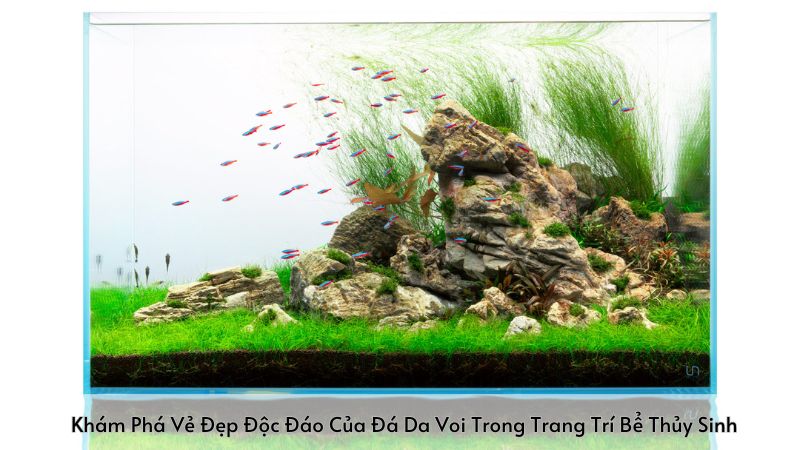 Khám Phá Vẻ Đẹp Độc Đáo Của Đá Da Voi Trong Trang Trí Bể Thủy Sinh