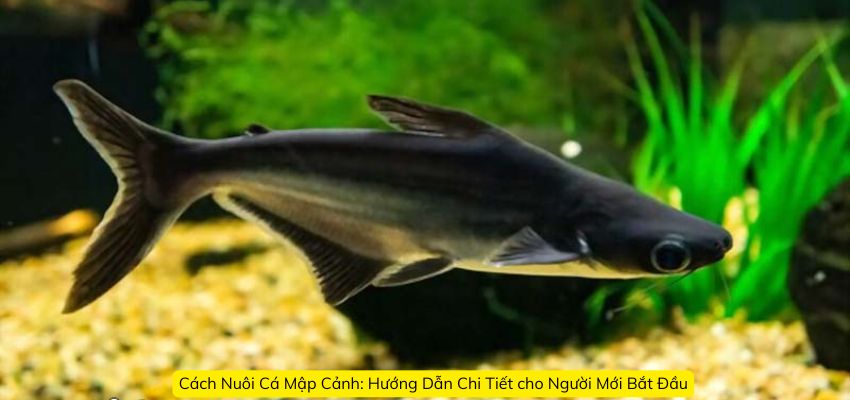 Cách Nuôi Cá Mập Cảnh